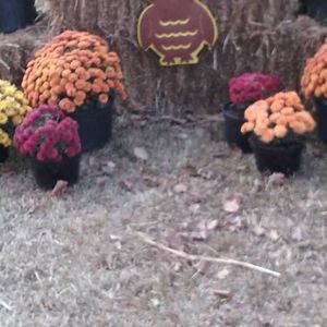 Meet your Posher, Tabitha